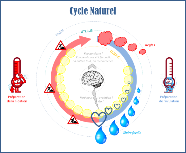 phases-cycle-menstruel